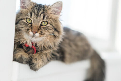 장모종 고양이에게 어울리는 이름 12가지