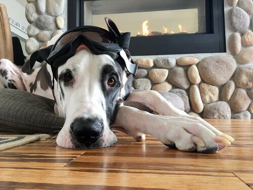 실내 반려동물과 실외 반려동물