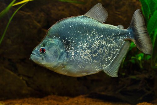 무서운 물고기, 피라냐에 대해서 알아보자