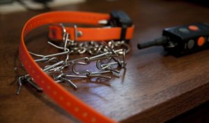 처벌식 목줄이 반려견에게 주는 건강상 위험