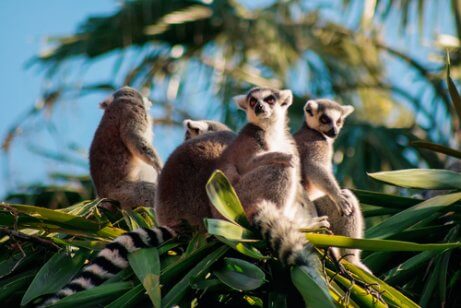 마다가스카르의 인상적인 야생동물
