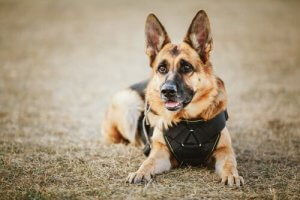 경비견의 이름을 짓는 방법