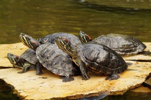 수생 거북은 왜 반려동물로 키우기 어려울까?