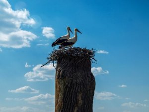 클레페탄과 말레나, 서로 사랑하는 두 마리의 새