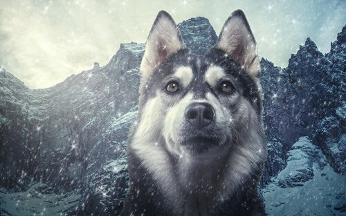 개의 분류학: 개는 늑대와 얼마나 비슷할까?