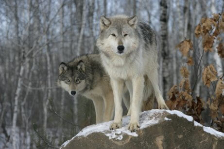 개의 분류학: 개는 늑대와 얼마나 비슷할까?