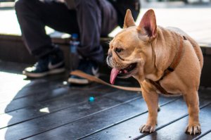 반려견을 위한 최고의 목줄은 무엇일까?