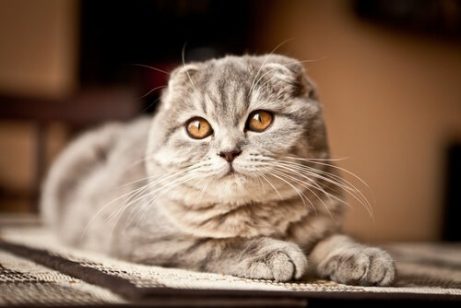 스코티시폴드 고양이 독특하고 이국적인 고양이 5종