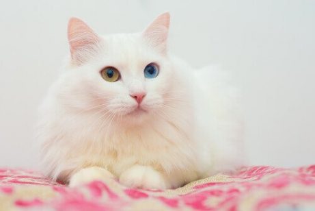 터키시앙고라 고양이 아시아 고양이 품종 5가지