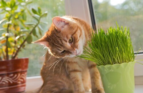 고양이에게 독이 되는 식물들