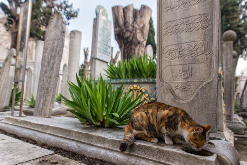 이스탄불은 고양이의 도시
