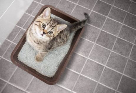 고양이가 모래 화장실을 사용하도록 훈련하는 방법