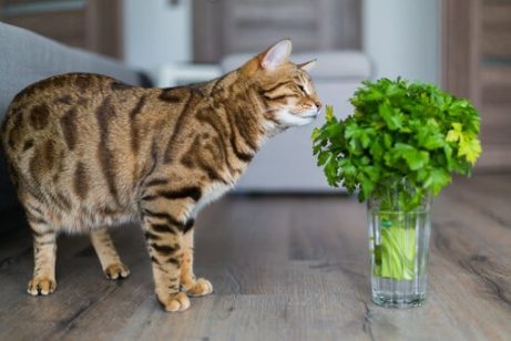 고양이에게 독이 되는 식물들