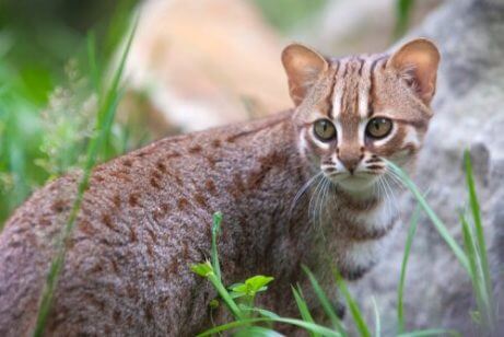 아시아 고양이 품종 5가지