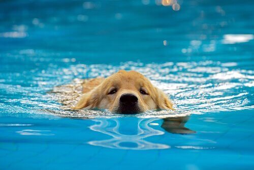 강아지를 수영장에 데려가는 것은 좋은 생각일까?