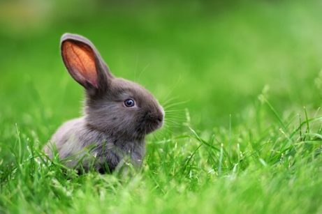 토끼가 안전하게 먹을 수 있는 채소 및 식물