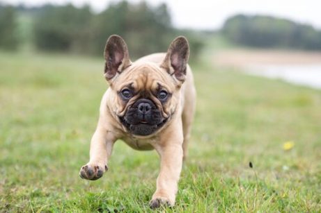 몰로서 계통 프렌치 불독