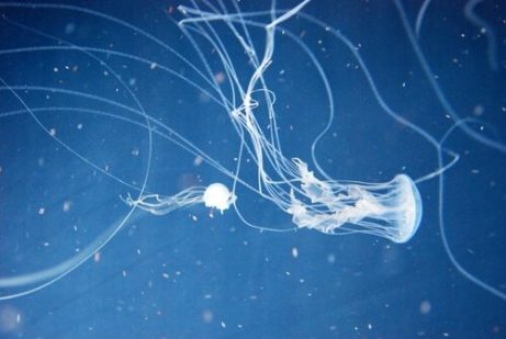 가장 치명적인 동물 5종