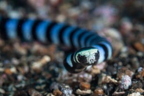 가장 위험한 동물 5종 바다뱀