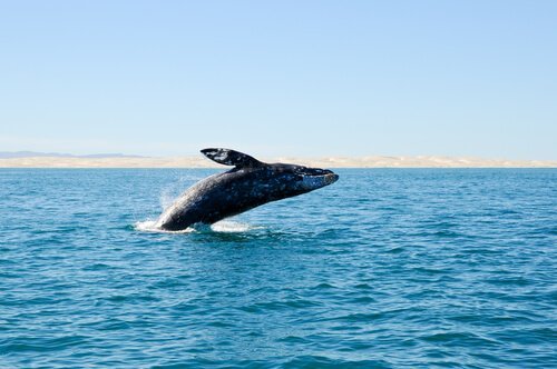 멸종된 고래들이 스페인 연안에서 발견되다