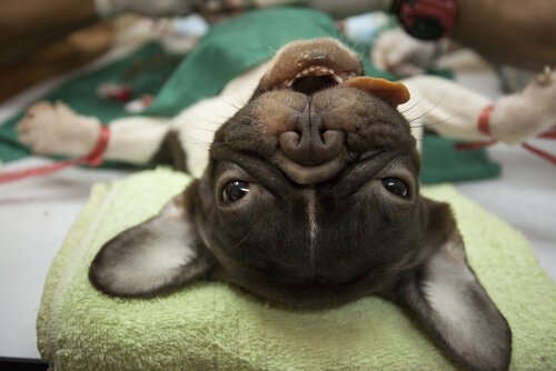 동물을 위한 마취 종류