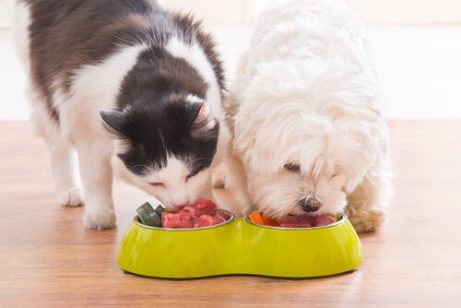 먹이 먹는 개와 고양이