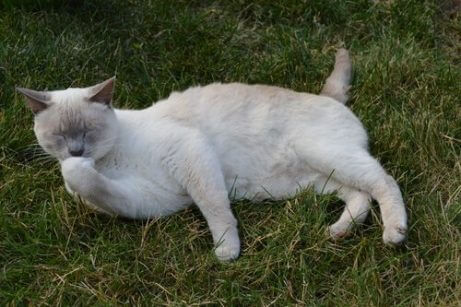 고양이와 개의 차이점