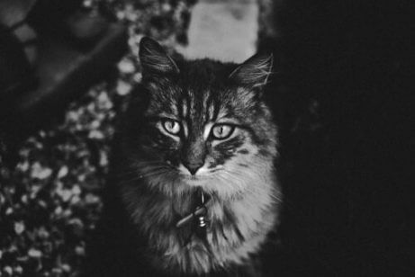 고양이는 왜 미친 듯이 집 안을 뛰어다닐까?