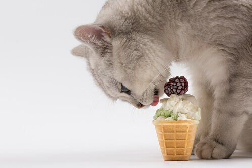 고양이를 위한 여름철 간식 조리법