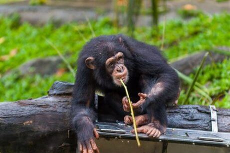창을 사용하는 퐁골리 침팬지