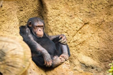 휴식중인 침팬지