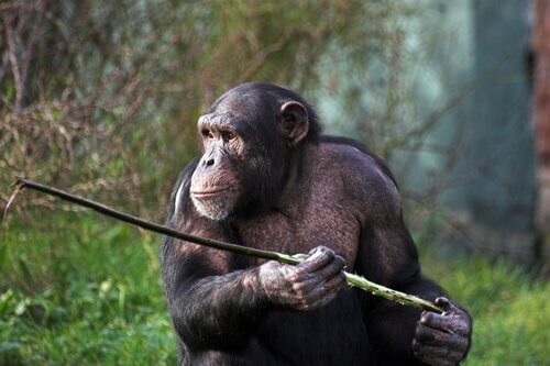 창을 사용하는 퐁골리 침팬지