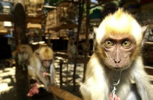 스페인, 유럽의 불법 동물 밀매의 관문