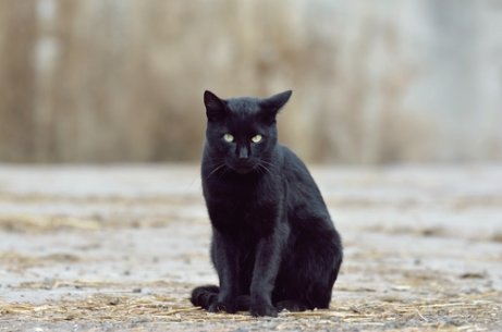 검은 고양이에 관한 흥미로운 신화들