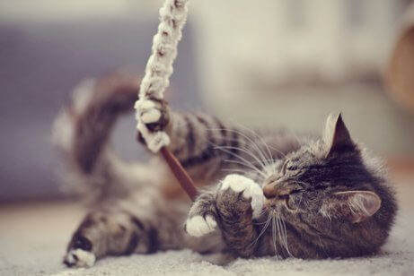 놀이하는 고양이
