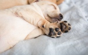 마스티프는 왜 며느리발톱을 가지고 있을까?