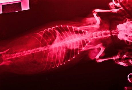 개 사상충증의 원인과 치료