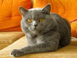 고양이의 잘못된 행동을 교정하는 방법