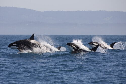 돌고래가 주변에 범고래가 있다는 사실을 감지하는 방법