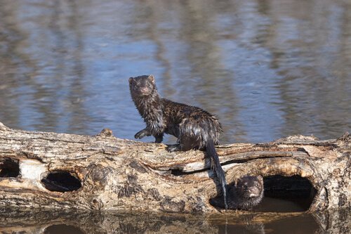 마침내 모피 무역이 끝나가고 있다