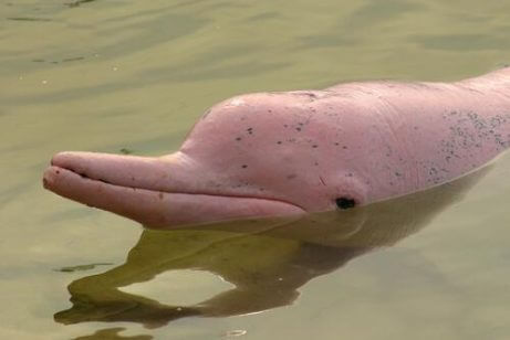 분홍 돌고래 굉장히 독특한 야생동물 5종