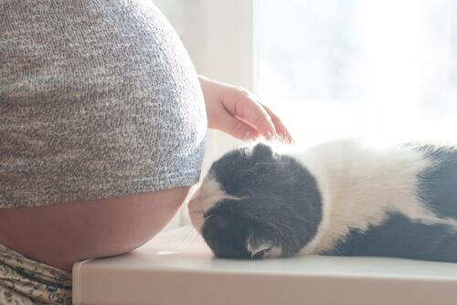 임신과 고양이에 관한 근거 없는 믿음