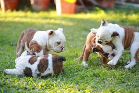 강아지들이 하는 방법을 잘 모르는 5가지