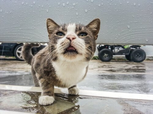 반려묘가 열이 나는지 알아보는 방법