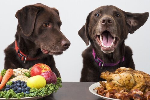 개가 엄격한 채식주의 식단을 따라도 될까?