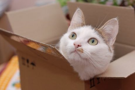 상자 안에 숨은 고양이
