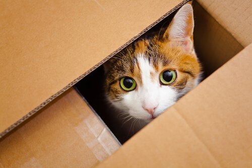 고양이는 왜 상자를 좋아할까?