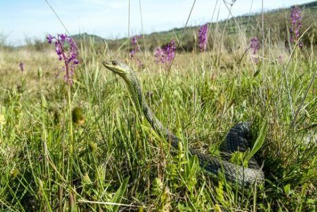 몽펠리에 뱀 정원에 뱀이 있으면 어떻게 해야 할까?