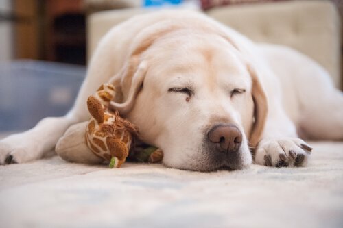 반려동물의 수면 문제에 어떻게 대처할까?