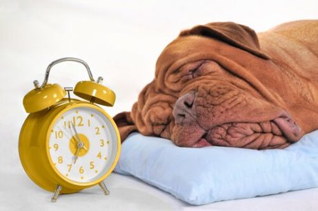반려동물의 수면 문제에 어떻게 대처할까?